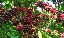 Giá cà phê hôm nay 5/5: Nguồn cung toàn cầu tăng cao, giá cà phê trong nước giảm cực mạnh