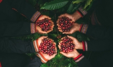 Tin vui: Doanh nghiệp cà phê đầu tiên của Đắk Lắk đáp ứng quy định chống mất rừng EUDR