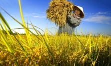 Giá lúa gạo hôm nay 2/5: Tiếp tục xu hướng đi ngang