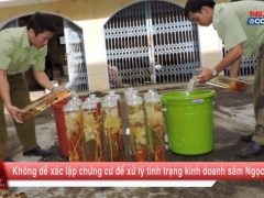 Chuyển động 389: Không dễ xác lập chứng cứ để xử lý tình trạng kinh doanh sâm Ngọc Linh giả Chuyển động 389: Không dễ xác lập chứng cứ để xử lý tình trạng kinh doanh sâm Ngọc Linh giả