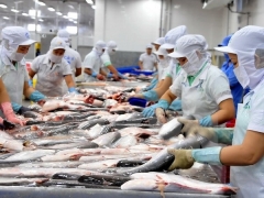 Xuất khẩu thủy sản Vĩnh Hoàn đạt 32,4 triệu USD trong 6 tháng, giảm 3% so với cùng kỳ Xuất khẩu thủy sản Vĩnh Hoàn đạt 32,4 triệu USD trong 6 tháng, giảm 3% so với cùng kỳ