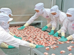 Tập đoàn Thủy sản Minh Phú: Xuất khẩu đạt kỷ lục 8.354 tấn trong tháng 8 Tập đoàn Thủy sản Minh Phú: Xuất khẩu đạt kỷ lục 8.354 tấn trong tháng 8