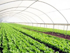 Thanh Hóa: 6 dự án được hỗ trợ phát triển sản xuất liên kết theo chuỗi giá trị Thanh Hóa: 6 dự án được hỗ trợ phát triển sản xuất liên kết theo chuỗi giá trị