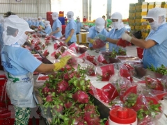 Việt Nam đã có 6 loại trái cây được Hoa Kỳ cho phép nhập khẩu Việt Nam đã có 6 loại trái cây được Hoa Kỳ cho phép nhập khẩu