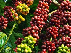Giá cà phê ngày 26/9: Giá Arabica bật tăng liên tiếp