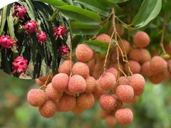 Hướng đi nào cho vải thiều, thanh long xuất khẩu sang thị trường Trung Quốc?