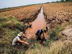 Chuyên gia trao đổi các giải pháp sống chung với hạn mặn ở Đồng bằng sông Cửu Long