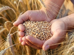 Việt Nam nhập khẩu lúa mì nhiều nhất từ Brazil trong quý I/2024