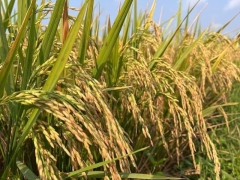 Kim ngạch xuất khẩu đạt 1,93 tỷ USD, thời cơ vàng để xây dựng thương hiệu gạo Việt Nam