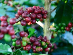 Giá cà phê hôm nay, 30/4: Bình ổn ở mốc 133.500 đồng/kg