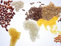 Chỉ số giá lương thực toàn cầu đã tăng tháng thứ hai liên tiếp