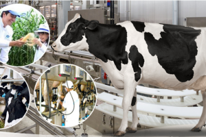 Triển lãm quốc tế ngành sữa và sản phẩm sữa - VIETNAM DAIRY 2017