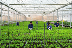 Lao động hết hạn hợp đồng có thể ở lại Hàn Quốc làm việc đến năm 2022