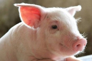 Giá heo hơi hôm nay 13/12: Tăng mạnh trên cả nước