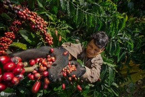 Giá tiêu hôm nay 6/9: Indonesia tăng giá, thị trường thế giới khởi sắc
