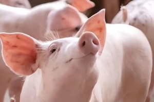 Giá heo hơi hôm nay 28/3: Miền Bắc và miền Trung giảm trở lại, miền Nam giữ đỉnh cao