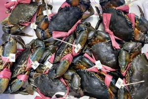 Cà Mau triển khai vùng nuôi cua biển 50.000 ha, hướng mạnh vào xuất khẩu chính ngạch