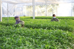 Năm vai trò của kinh tế tập thể, hợp tác xã trong phát triển kinh tế tuần hoàn