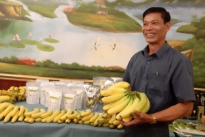 Hiệu quả từ Hợp tác xã liên kết sản xuất và tiêu thụ nông sản sạch Thanh Bình