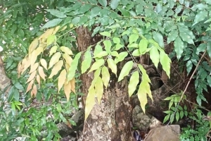 Siết chặt quản lý rừng trước tình trạng khai thác Mán đĩa ngày càng phức tạp