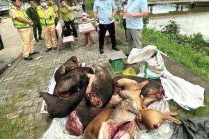 Phát hiện xe khách chạy tuyến Lao Bảo - Đà Nẵng chở động vật nguy cấp, quý hiếm