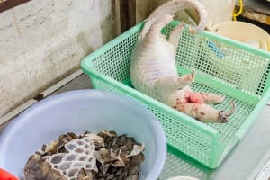 Khởi tố vụ giết mổ tê tê quý hiếm tại nhà hàng ở Khánh Hòa