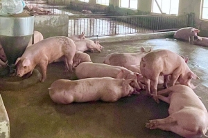 Giá heo hơi hôm nay 18/2: Đi ngang so với hôm qua