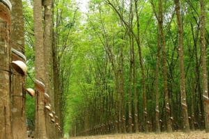 Giá cao su hôm nay 23/3: Biến động trái chiều trên các sàn giao dịch