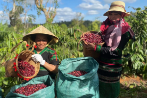 Giá cà phê hạ nhiệt, xuất khẩu tăng lượng nhưng hụt giá trị: Áp lực tái cấu trúc ngành