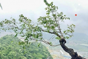 Công an tỉnh Thanh Hóa cảnh báo nguy cơ vi phạm pháp luật từ “cơn sốt” cây muội hồng