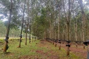 Giá cao su hôm nay 15/4: Biến động trái chiều