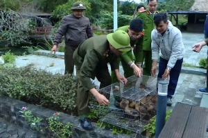 Hải Phòng: Quyết liệt ngăn chặn vi phạm về bảo vệ động vật hoang dã
