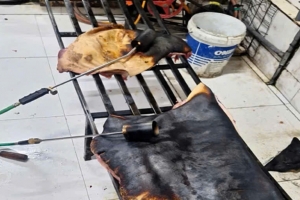 Đắk Lắk: Phát hiện hơn 120kg thịt heo đông lạnh bốc mùi, chuẩn bị đưa ra thị trường