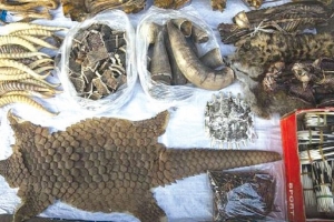 Ngăn chặn các đường dây buôn bán động vật hoang dã trên mạng