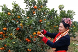 Bắc Ninh: Triển khai hiệu quả chính sách hỗ trợ đất đai đối với đồng bào dân tộc thiểu số