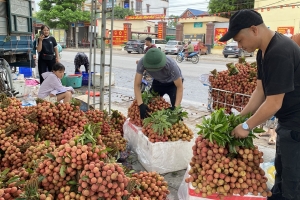 Giá vải thiều tăng cao, Bắc Ninh thu gần 6.000 tỷ đồng