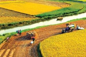 Giá lúa gạo hôm nay 1/8: Lúa tươi bật tăng mạnh, nông dân neo giá