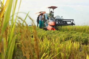Giá lúa gạo hôm nay 6/7: Gạo thơm Việt Nam giữ giá cao, lúa trong nước ổn định