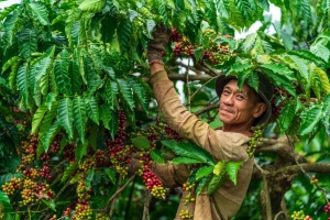 Giá cà phê hôm nay 27/9: Robusta bật tăng hơn 2%