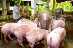 Giá heo hơi hôm nay 19/7: Miền Bắc giữ đỉnh 67.000 đồng/kg