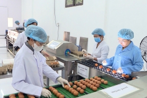 Khoa học công nghệ nâng tầm giá trị "Trứng gà thảo dược Đà Lạt"