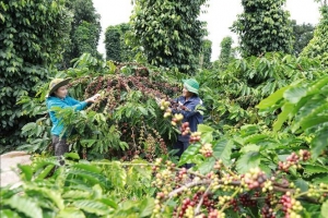 Giá cà phê hôm nay 2/8: Arabica bật tăng mạnh, trong nước giữ mốc 96.800 đồng/kg