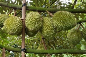 Giá sầu riêng hôm nay 2/8: Tăng nhẹ