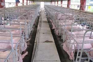 Giá heo hơi hôm nay 6/8: Giảm tiếp tại một số địa phương