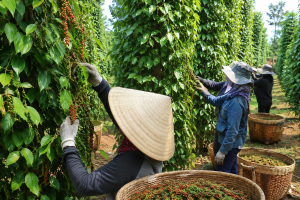 Giá tiêu hôm nay 6/8: Lặng sóng