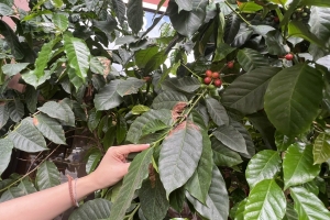 Giá cà phê hôm nay 7/8: Tăng gần mốc 100.000 đồng/kg