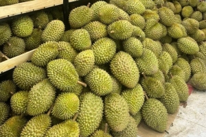 Giá sầu riêng hôm nay 7/8: Thị trường ổn định