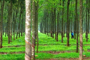 Giá cao su hôm nay 8/8: Sắc xanh lan rộng trên các sàn châu Á