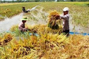 Giá lúa gạo hôm nay 8/8: Lúa tươi tiếp tục tăng