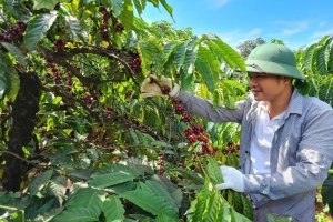 Giá cà phê hôm nay 9/8: Trong nước tiếp tục giảm